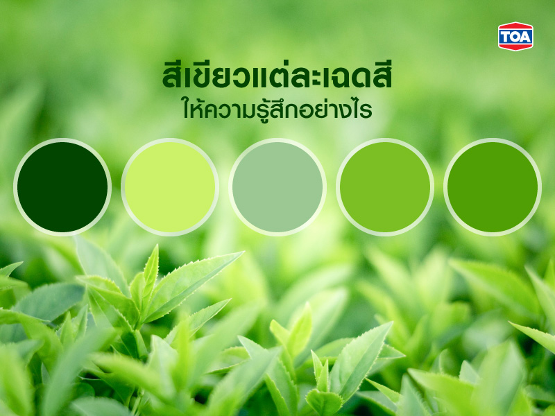 สีเขียวแต่ละเฉดสีให้ความรู้สึกอย่างไร