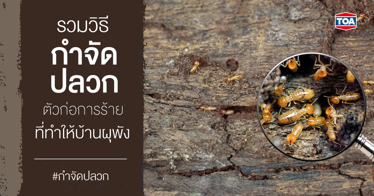 รวมวิธีกําจัดปลวก ตัวก่อการร้ายที่ทำให้บ้านผุพัง