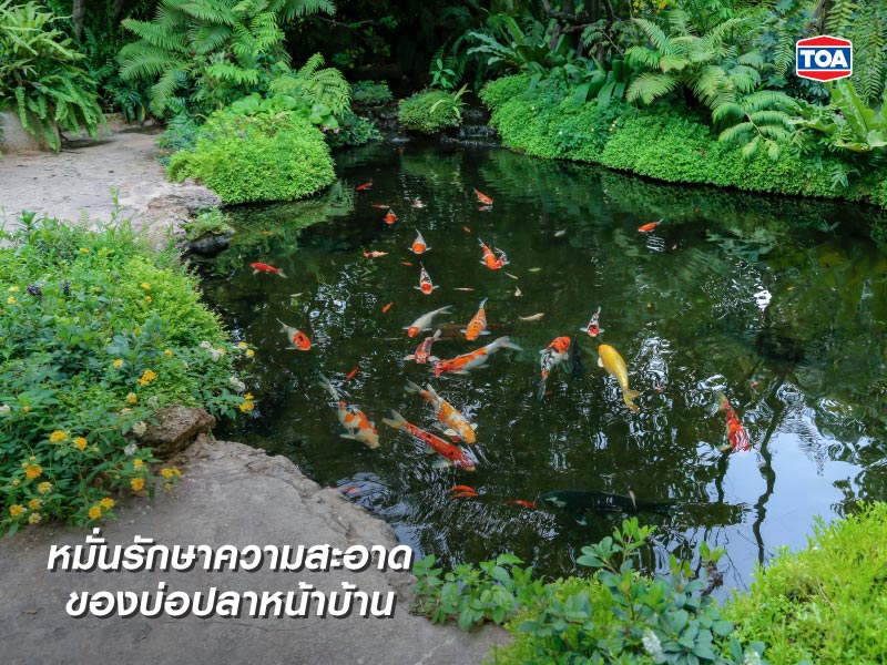 การรักษาความสะอาดของบ่อปลาหน้าบ้าน