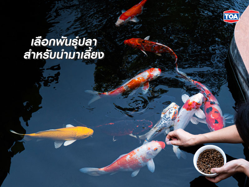 การเลือกพันธุ์ปลาสำหรับนำมาเลี้ยงในบ่อปลาหน้าบ้าน