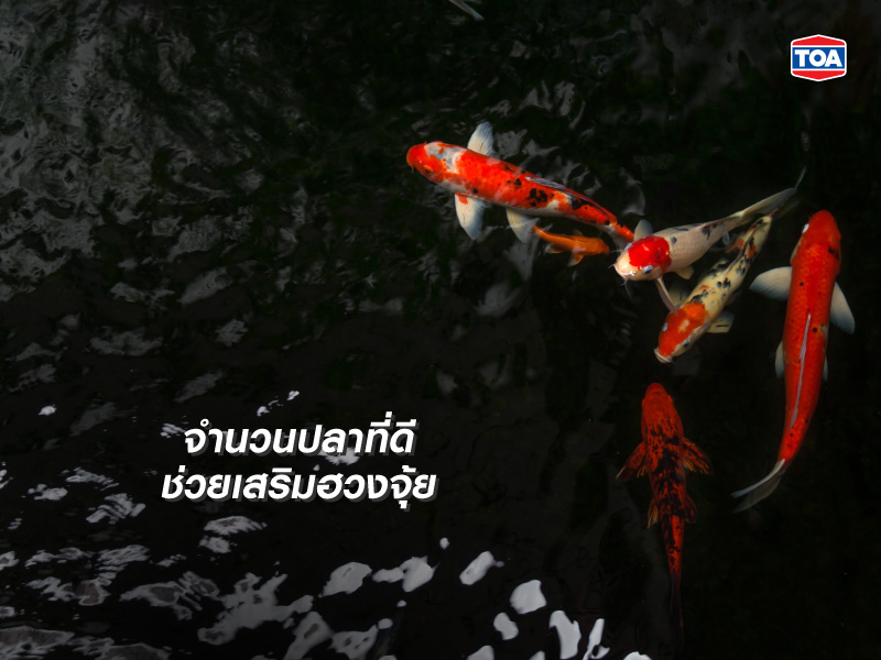 จำนวนปลาที่ดีในบ่อปลาหน้าบ้านช่วยเสริมฮวงจุ้ย