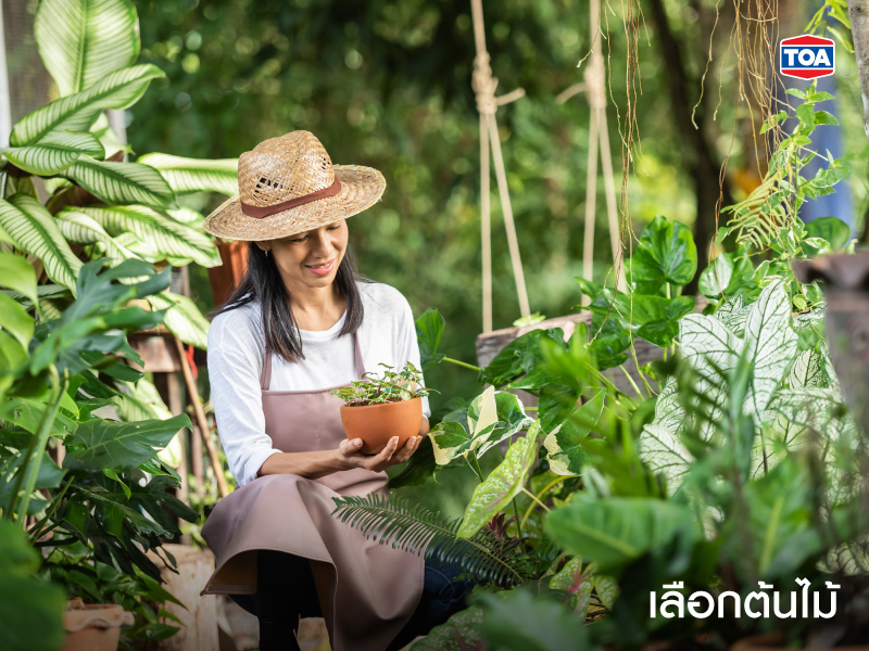 เลือกต้นไม้