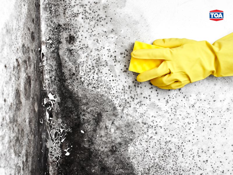 4 วิธีกำจัดเชื้อราบนผนังอย่างไรให้อยู่หมัด