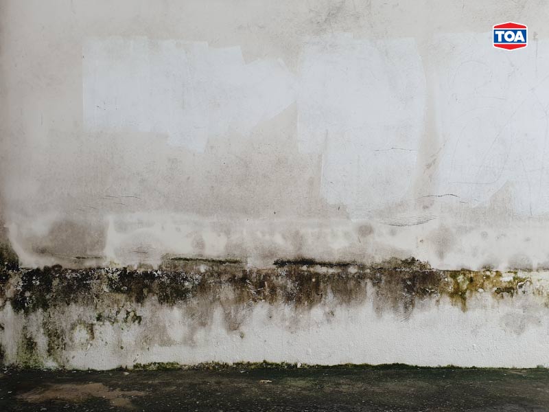 เชื้อรา รอยดำบนผนังบ้านเกิดจากอะไรได้บ้าง