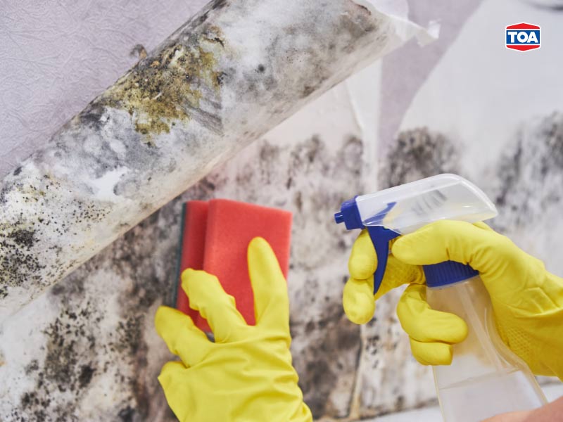 หยุดปัญหาไม่ให้เชื้อรากลับมาขึ้นบ้านอีก