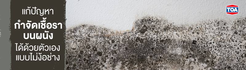 แก้ปัญหา กำจัดเชื้อราบนผนังได้ด้วยตัวเอง แบบไม่ต้องง้อช่าง 