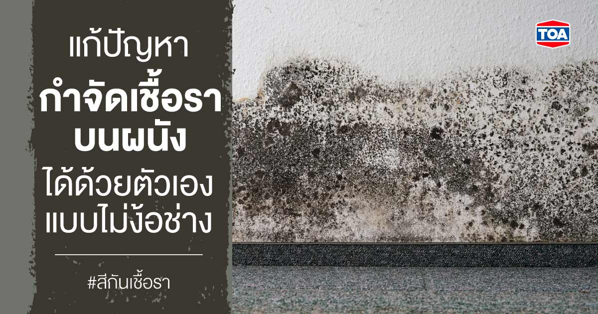 แก้ปัญหา กำจัดเชื้อราบนผนังได้ด้วยตัวเอง แบบไม่ต้องง้อช่าง 