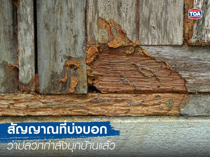 สัญญาณที่บ่งบอกว่าปลวกกำลังบุกบ้านแล้ว