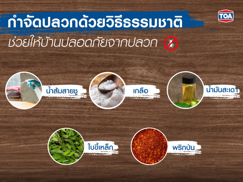 กำจัดปลวกด้วยวิธีธรรมชาติ