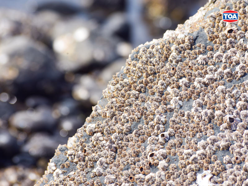 เรื่องของ &lsquo;เพรียง&rsquo; ตัวร้ายทำลายเรือ