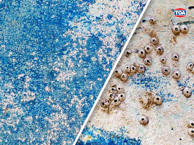 สีกันเพรียงคืออะไร