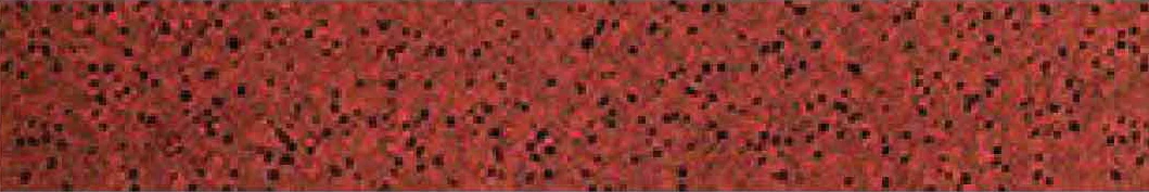 รุ่น HP-640 SKIRT